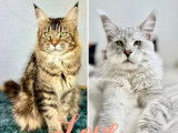 À réserver 5 chatons Maine Coons LOOF