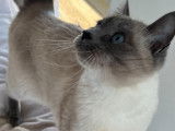 Chat adulte de race Siamois à vendre