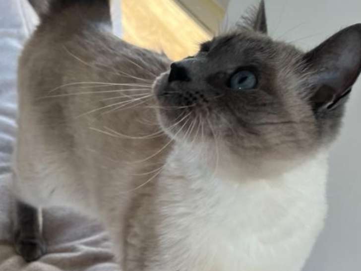 Chat adulte de race Siamois à vendre