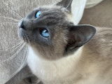 Chat adulte de race Siamois à vendre