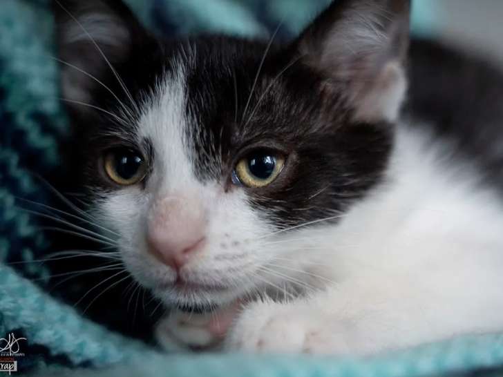 À adopter : chatonne de 2 mois