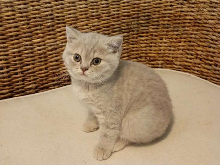 Magnifique chatons British Shorthair à vendre