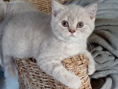 Magnifique chatons British Shorthair à vendre