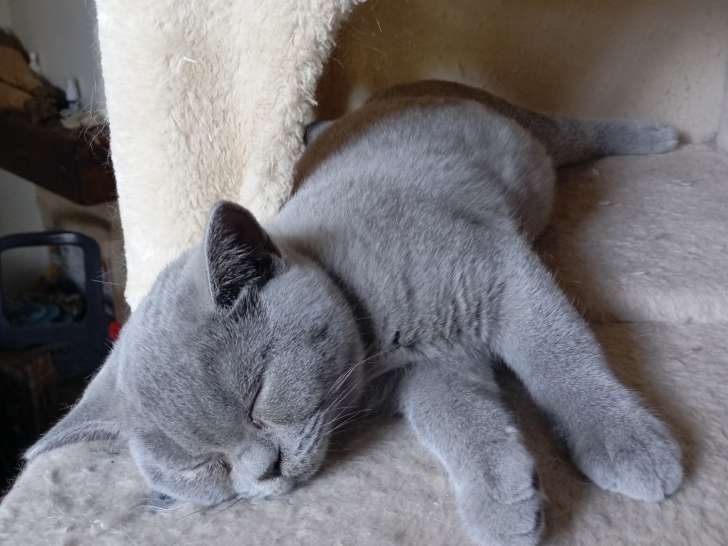 Magnifique chatons British Shorthair à vendre