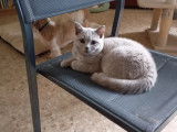 Magnifique chatons British Shorthair à vendre