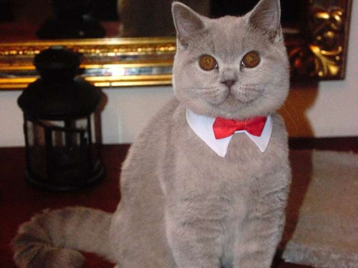 Magnifique chatons British Shorthair à vendre