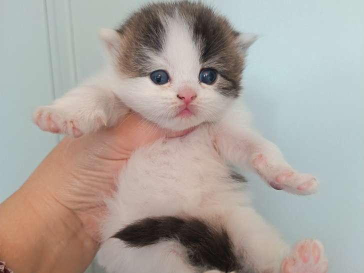 Blanco du tendre secret 3 semaines