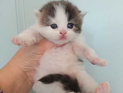 Blanco du tendre secret 3 semaines