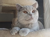 Magnifique chatons British Shorthair à vendre