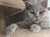Magnifique chatons British Shorthair à vendre