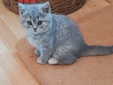 Magnifique chatons British Shorthair à vendre