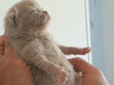 Magnifique chatons British Shorthair à vendre
