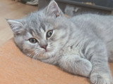 Magnifique chatons British Shorthair à vendre