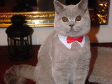 Magnifique chatons British Shorthair à vendre
