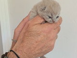 Magnifique chatons British Shorthair à vendre