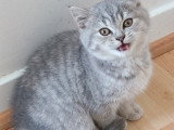 Magnifique chatons British Shorthair à vendre