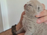Magnifique chatons British Shorthair à vendre