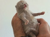 Magnifique chatons British Shorthair à vendre