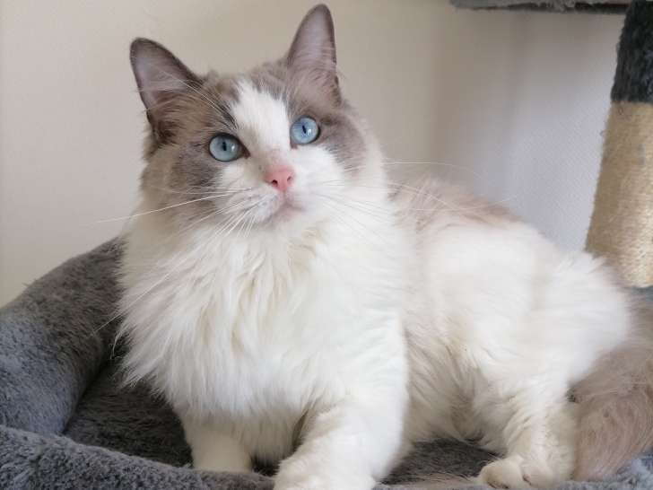 Jeune femelle Ragdoll retraitée à vendre
