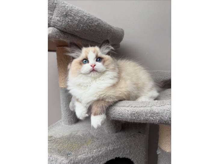 Eva , femelle seal bicolore.chaton parfait pour show&breed ( prix élevage est différent)