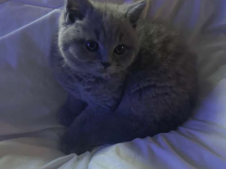 Chatonne British Shortair blue à vendre
