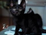 Disponible à l'adoption : chaton mâle noir