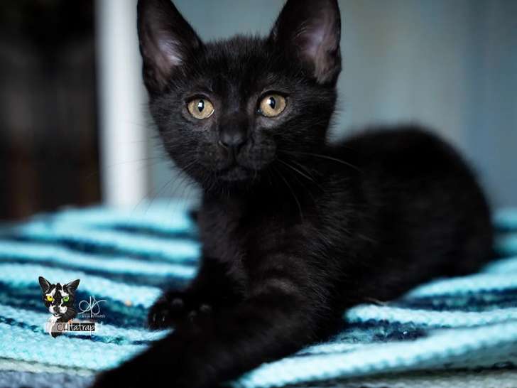 En attente d'adoption : chaton mâle de 2 mois