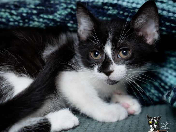 Prêt pour l'adoption : chaton mâle noir et blanc
