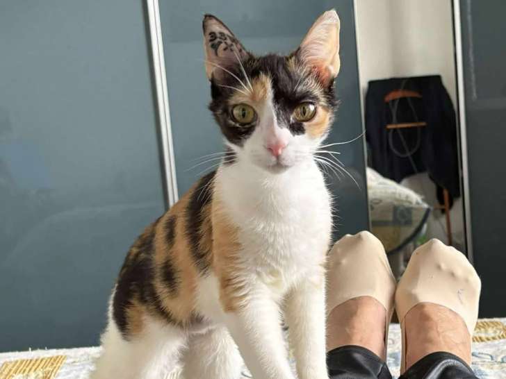 En attente d'un foyer : chatte d'un an