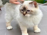 Warrio, superbe mâle Sacré de Birmanie disponible pour saillie