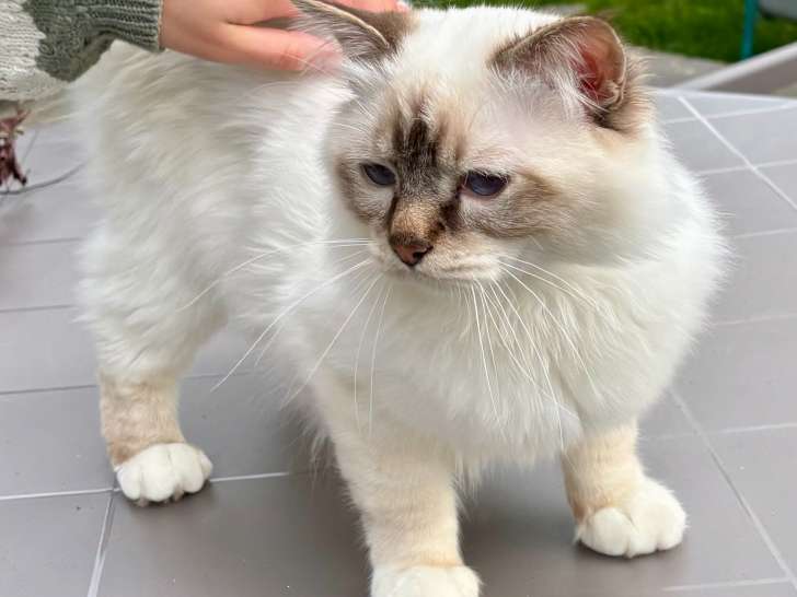 Warrio, superbe mâle Sacré de Birmanie disponible pour saillie