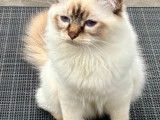 Warrio, superbe mâle Sacré de Birmanie disponible pour saillie