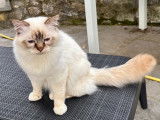 Warrio, superbe mâle Sacré de Birmanie disponible pour saillie