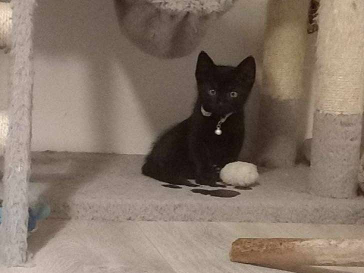 À accueillir : chaton mâle de 2 mois