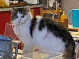 Adoption disponible : chatte de 2 ans