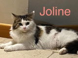 Adoption disponible : chatte de 2 ans