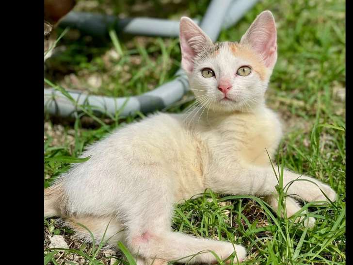 Chaton femelle de 3 mois à adopter