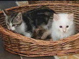 2 chatons disponibles à l'adoption