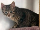 Chaton femelle tigré en attente d'adoption