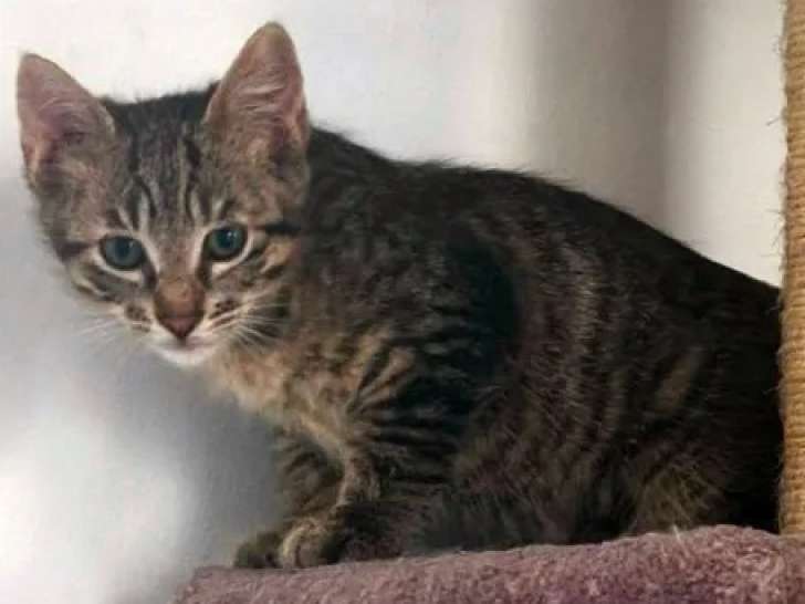 Chaton femelle tigré en attente d'adoption