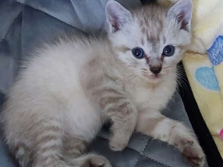 Chaton mâle d’un mois prêt pour l’adoption