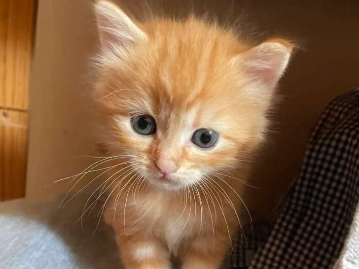 Chaton mâle roux à accueillir