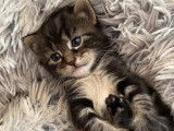 Chaton femelle d'un mois en quête d’une famille