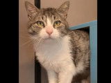 Adoption disponible : chat tigré blanc