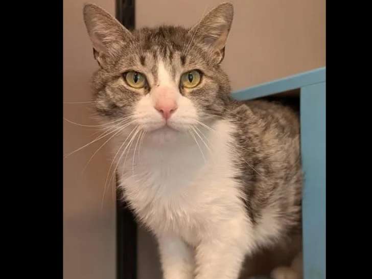 Adoption disponible : chat tigré blanc