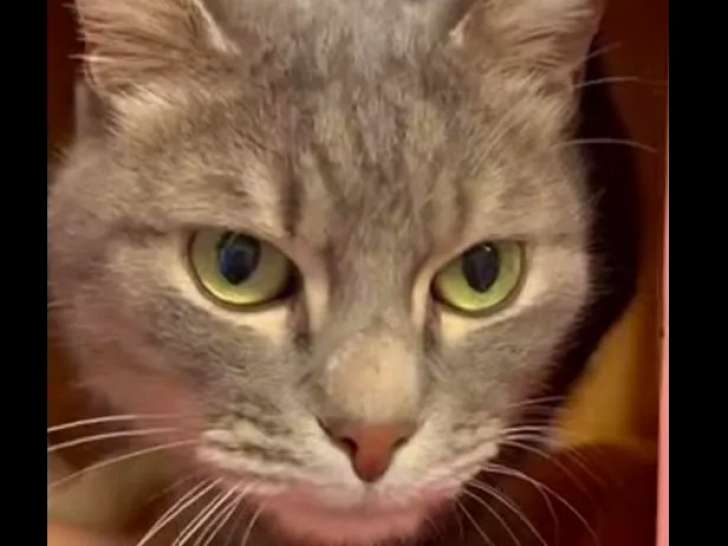 Chat de 6 ans à la recherche d’une famille