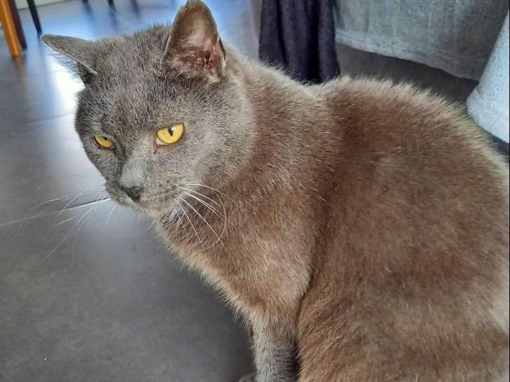À adopter, chat gris