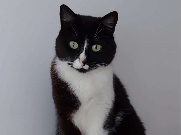 Disponible à l'adoption, chatte noire et blanche