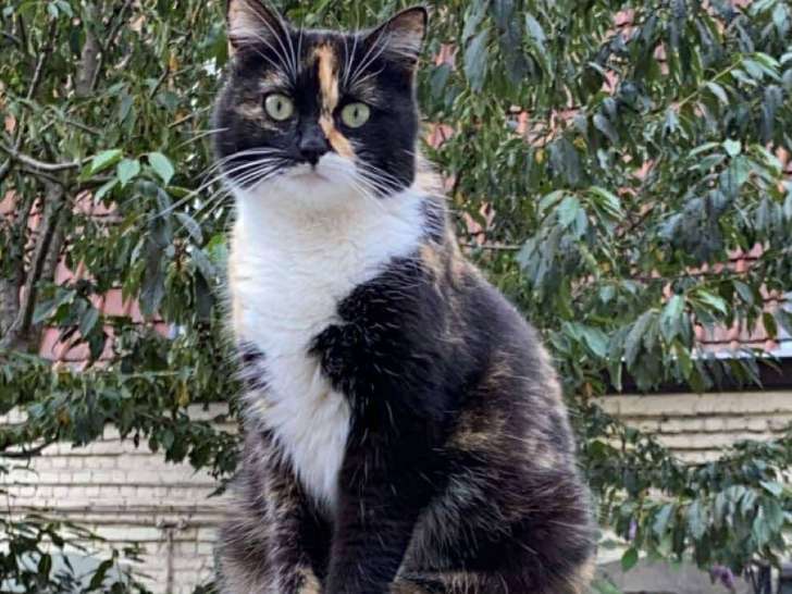 Prête pour l'adoption, chatte tricolore
