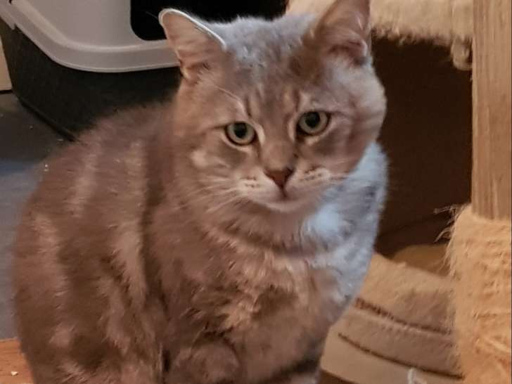 À adopter : chat de 2 ans